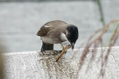 Pycnonotus xanthorrhous