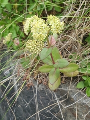 Hylotelephium maximum