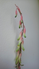 Gasteria carinata