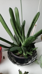 Gasteria carinata