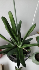 Gasteria carinata