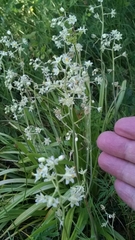 Anticlea elegans elegans