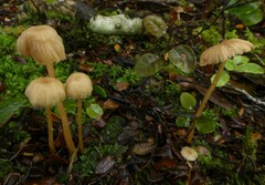 Laccaria masoniae