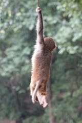 Macaca mulatta