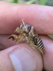 Neocicada hieroglyphica