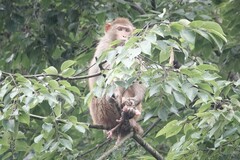 Macaca mulatta