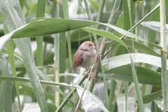 Sinosuthora alphonsiana