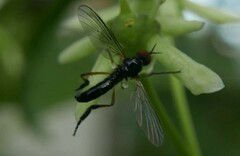 Empis nigritarsis