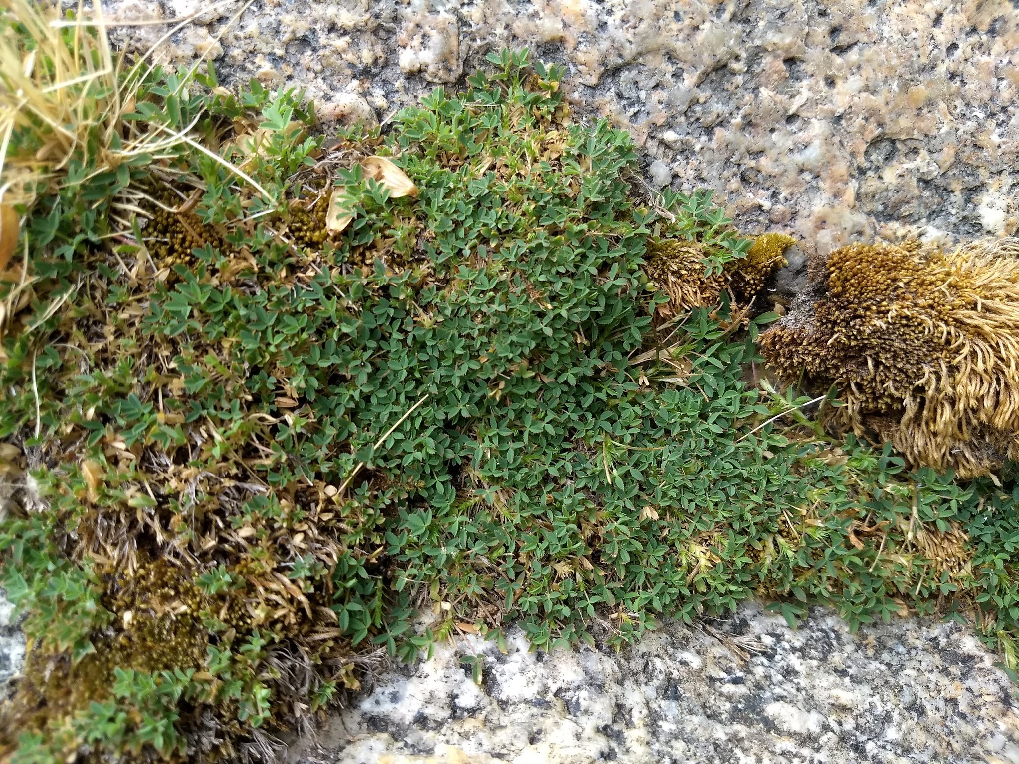 Trifolium monanthum ssp. grantianum