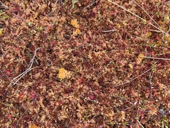 Sphagnum magellanicum