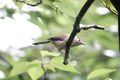 Actinodura cyanouroptera