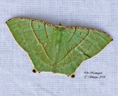 Neohipparchus vallata