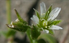 Cerastium semidecandrum