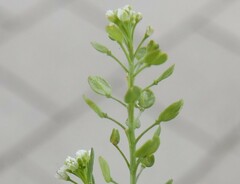 Lepidium virginicum