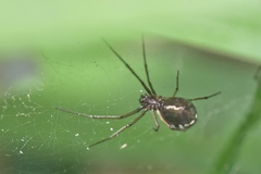 Microlinyphia sterilis