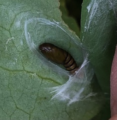 Asciodes gordialis
