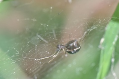 Microlinyphia sterilis