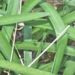 Microlinyphia sterilis