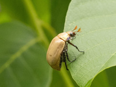 Callistethus plagiicollis