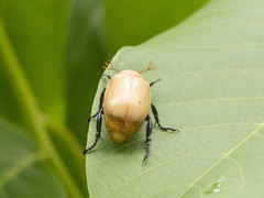 Callistethus plagiicollis