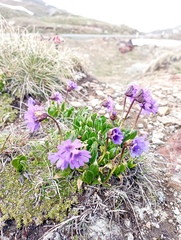 Primula glutinosa