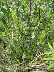 Betula michauxii