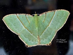 Neohipparchus vallata