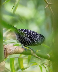 Thamnophilus tenuepunctatus