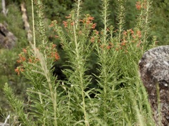 Siphocampylus foliosus