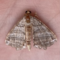 Macaria multilineata