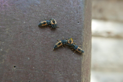 Harmonia axyridis