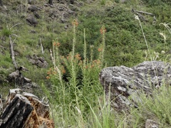 Siphocampylus foliosus