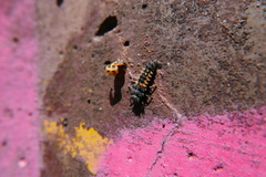 Harmonia axyridis