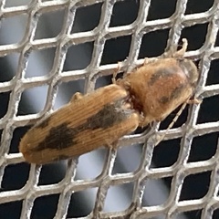 Conoderus vespertinus