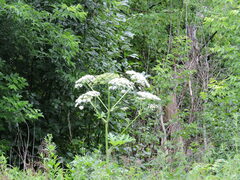 Heracleum dissectum