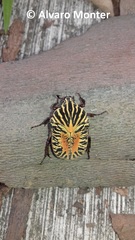 Gymnetis stellata