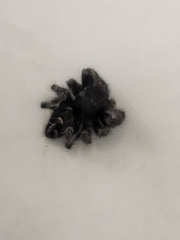 Phidippus audax