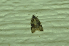 Archips mortuana