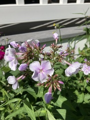 Phlox ovata