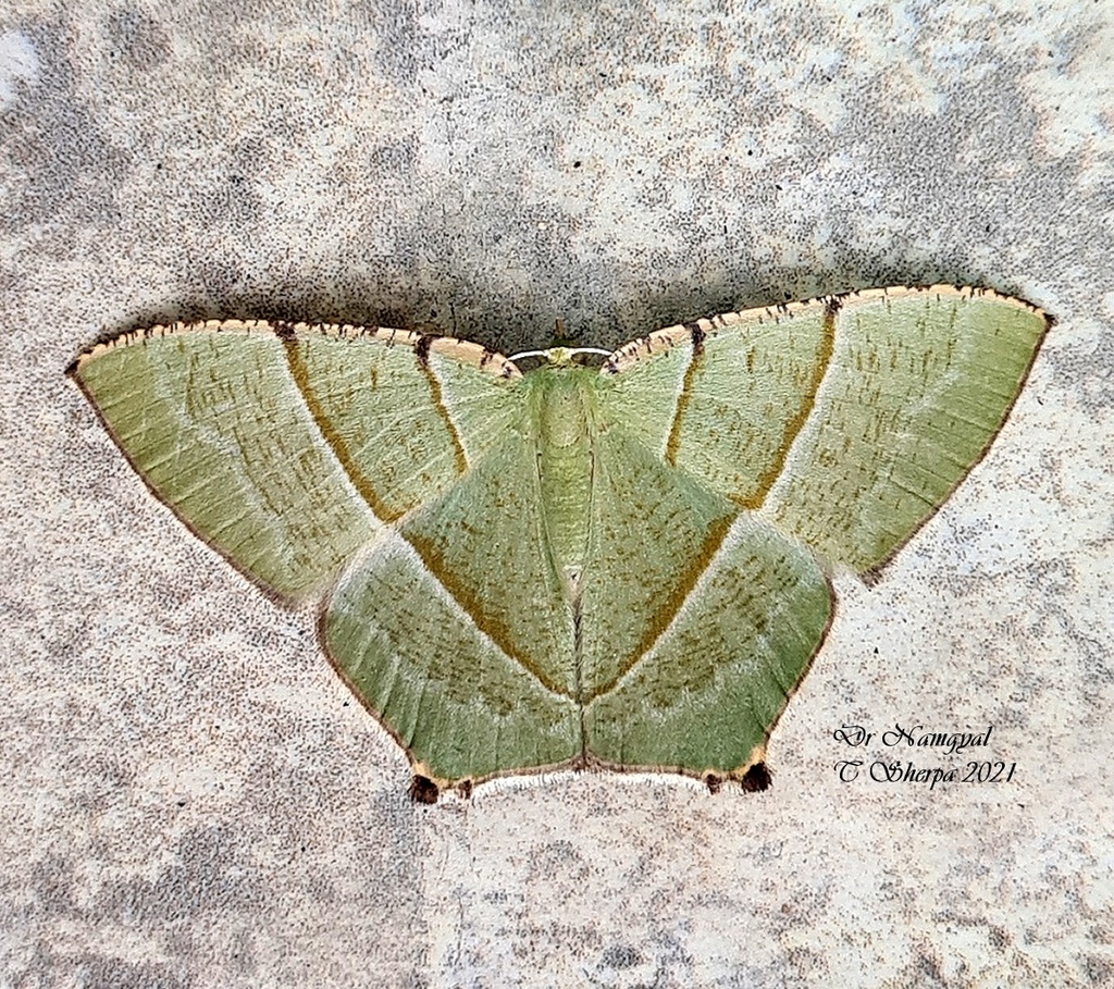 Neohipparchus