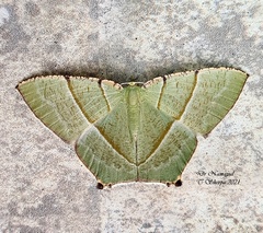 Neohipparchus vallata