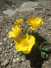 Ranunculus montanus