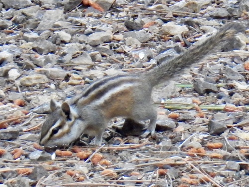 Gray-footed Chipmunk