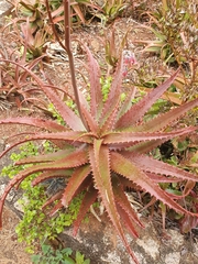 Aloe cameronii