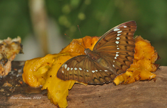 Bassarona teuta
