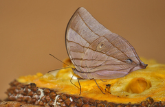 Amathuxidia amythaon