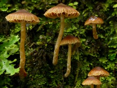 Cortinarius melimyxa