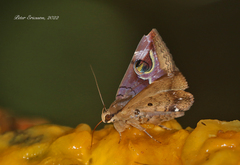 Ommatophora