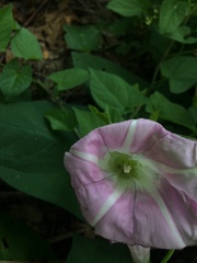 Calystegia × pulchra