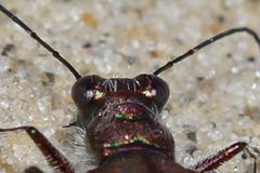 Cicindela maritima